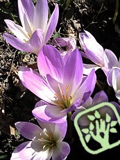 Colchicum hybridum 'The Giant' 