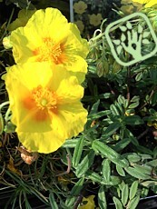 Helianthemum hybridum ´Sterntaler´