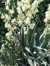 Yucca filamentosa