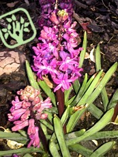 Hyacinthus ´Woodstock´ 
