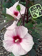 Hibiscus moscheutos 'Kopper King'