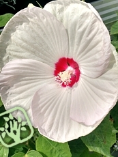 Hibiscus moscheutos ´Disco Belle White´