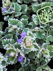 Glechoma hederacea´Variegata´