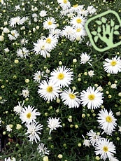 Aster dumosus ´Kristina´ Aster dumosus ´Kristina´