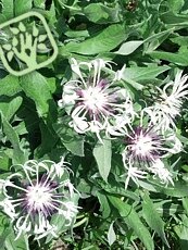 Centaurea montana ´Alba´