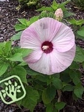 Hibiscus moscheutos ´Luna Pink Swirl´