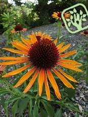 Echinacea purpurea 'Flame Thrower'