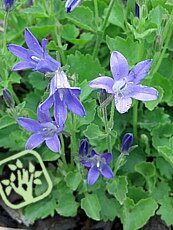 Campanula portenschlagiana