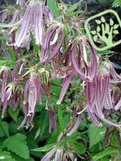 Campanula punctata ´Pink Octopus´