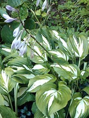 Hosta undulata 