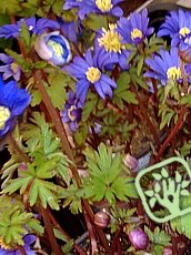 Anemone blanda