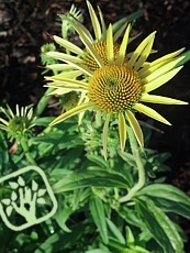 Echinacea purpurea ´Maui Sunshine´ 