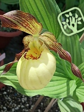 Cypripedium calceolus ´Victoria´