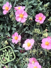 Helianthemum hybridum ´Wisley Pink´