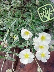 Helianthemum hybridum ´The Bride´