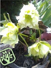 Heleborus niger ´Double Ellen White´