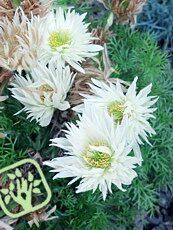 Pulsatilla vulgaris´Papageno´