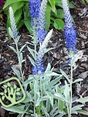 Veronica spicata ssp. incana