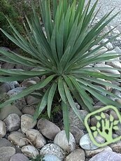 Yucca gloriosa