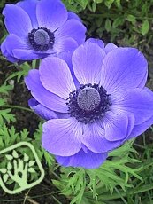 Anemone coronaria ´Mr. Fokker´