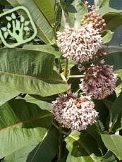 Asclepias syriaca