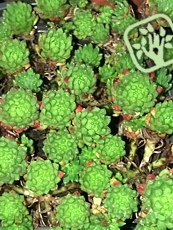 Sedum stenopetalum