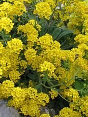 Alyssum saxatile