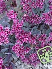 Sedum cauticola ´Lidakense´ Sedum cauticola ´Lidakense´