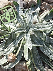 Plantago nivalis