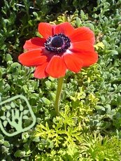 Anemone coronaria