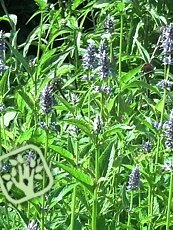 Agastache ´Blue Fortune´