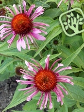 Echinacea purpurea ´All That Jazz´