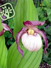 Cypripedium calceolus ´Gisela´