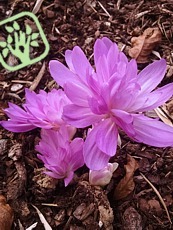 Colchicum autumnale ´Pleniflorum´