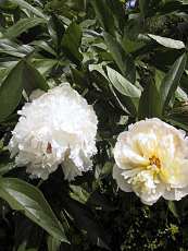 Paeonia lactiflora