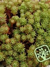 Sedum lydium