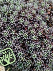 Sedum lydium ´Glaucum´