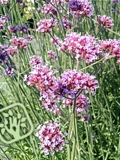 Verbena bonariensis