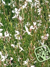 Gaura lindheimeri