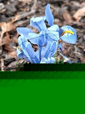 Iris reticulata´Harmony