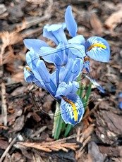 Iris reticulata´Harmony