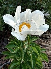 Paeonia lactiflora´Krinkled White´