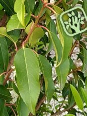 Prunus lusitanica ´Angustifolia´