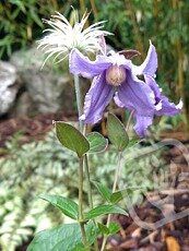 Clematis integrifolia