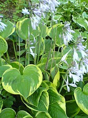 Hosta fortunei ´Aureomarginata´ 