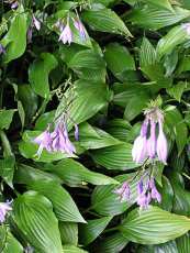 Hosta clausa 