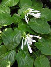 Hosta montana 