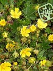 Potentilla neumanniana´Nana´