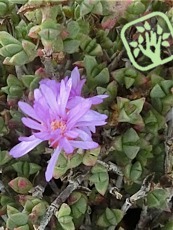 Ruschia putterillii