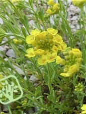 Alyssum montanum Berggold